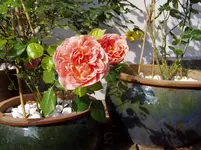 Gartenimpressionen 28 06 009.webp