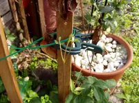 Gartenimpressionen 28 06 012.webp