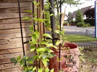 Gartenimpressionen 28 06 013.webp