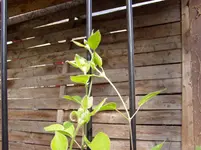 Gartenimpressionen 28 06 017.webp