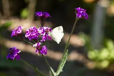 Botanischer Erlangen 7D (28 von 62).webp