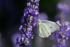 Botanischer Erlangen 40D (31 von 32).webp