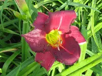 IMG_camerons_1067x800.webp