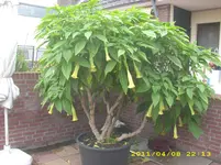verschiedenes 015.webp