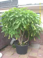 verschiedenes 016.webp