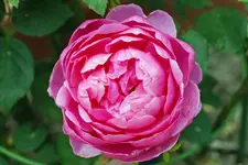 DSC08163-forum.webp