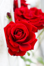dslr-forum.webp