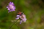 Wildlife fränkische Schweiz  (3 von 28).jpg