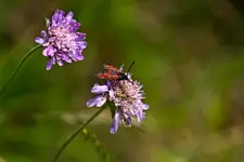 Wildlife fränkische Schweiz  (3 von 28).webp