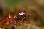 Wildlife fränkische Schweiz 2 (1 von 33).jpg