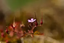 Wildlife fränkische Schweiz 2 (1 von 33).webp