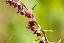 Wildlife fränkische Schweiz 2 (31 von 33).webp