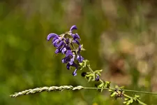 Wildlife fränkische Schweiz 2 (30 von 33).webp