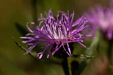 Wildlife fränkische Schweiz 2 (10 von 33).webp