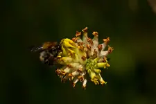 Wildlife fränkische Schweiz 2 (33 von 33).webp