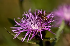 Wildlife fränkische Schweiz 2 (11 von 33).webp