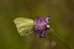 Wildlife fränkische Schweiz 2 (22 von 33).jpg