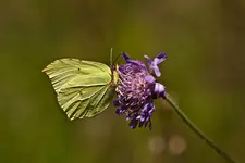 Wildlife fränkische Schweiz 2 (22 von 33).webp