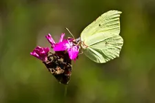 Wildlife fränkische Schweiz  (5 von 28).webp