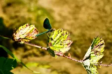 Wildlife fränkische Schweiz  (19 von 28).webp