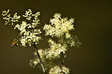 Wildlife fränkische Schweiz  (27 von 28).webp