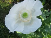001.webp