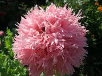 006.webp