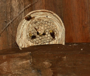 Hornissen bauen ihr Zuhause.webp