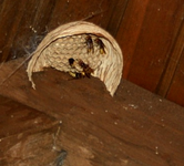 Hornissen bauen ihr Zuhause (2).webp