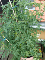 micro cherry05.webp