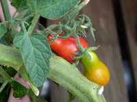 micro cherry04.webp