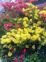 Bild0455.webp