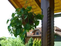 Ampelgurke_29062011.webp