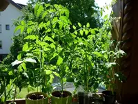 Balkon1_29062011.webp