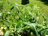 TTRed29062011.webp