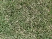 Rasen So11.webp