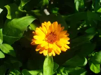 SDC12606.webp