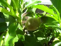 SDC12607.webp