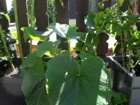 SDC12616.webp