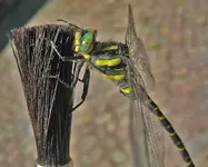 quelljungfer totale.webp