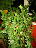 IMG_1952.webp