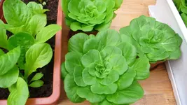 salata archimedes 2.webp