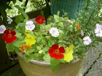 bunt (2).webp