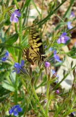 Schwalbenschwanz-2.webp
