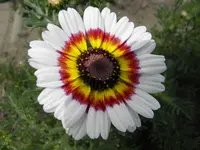 P5280235.webp