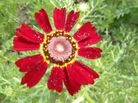 P5280236.webp
