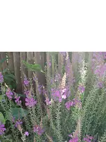 Unbenannt-1.webp
