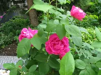 Ulrich Brunner Vorgarten 1IMG_0924.webp