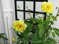 Golden Climber Kübel1IMG_0904.webp