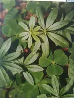 plant.webp